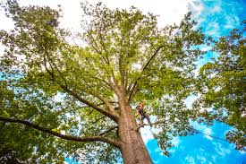 Best Lot and Land Clearing  in Keedysville, MD