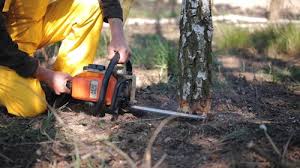 Best Emergency Tree Removal  in Keedysville, MD