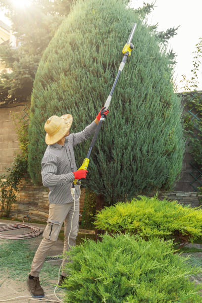 Trusted Keedysville, MD Tree Removal Experts
