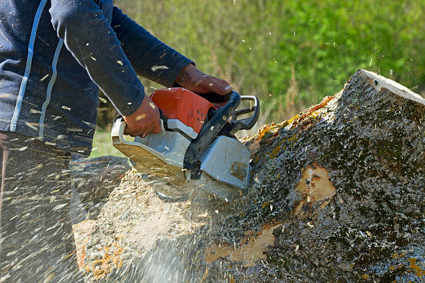 Best Tree Cabling and Bracing  in Keedysville, MD